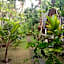Jingga Home Penida