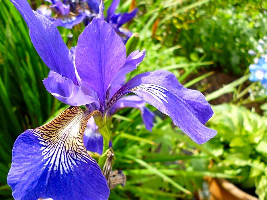 Copperfields Guest House