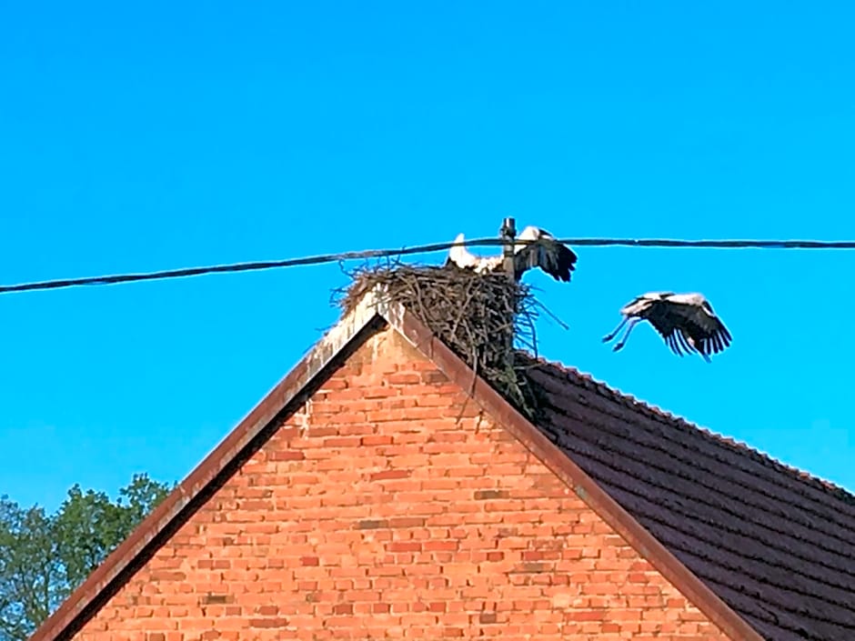 Le nid de cigognes