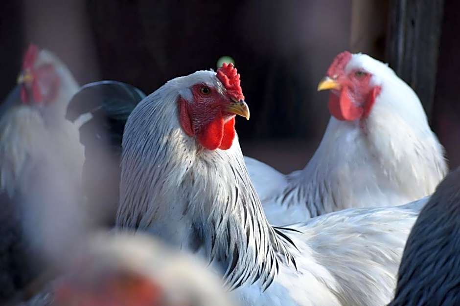 Makoadi Farms Guesthouse