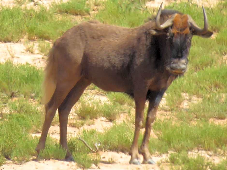 Wildehondekloof Game Lodge