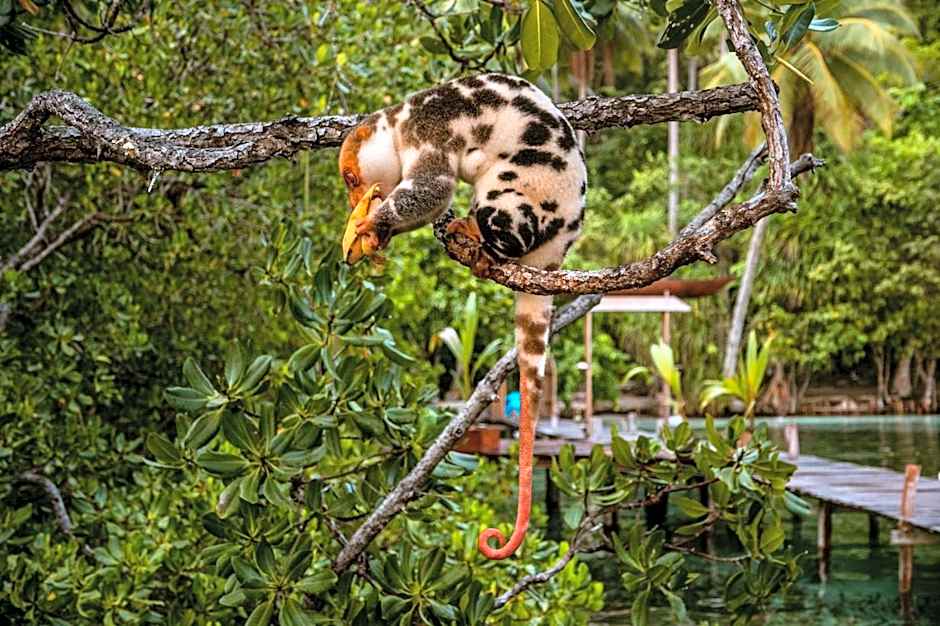 Methos Homestay - Raja Ampat