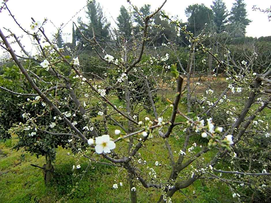 Baglio Delle Rose
