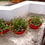 Elim Homestay Fort Kochi