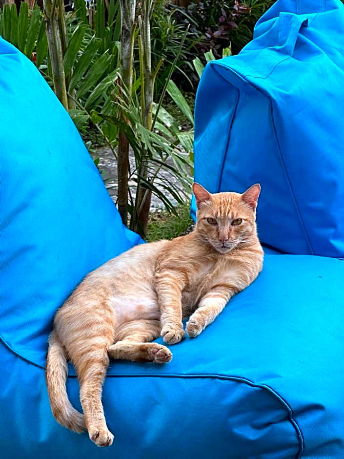 PINOKKIO B&B Restaurant