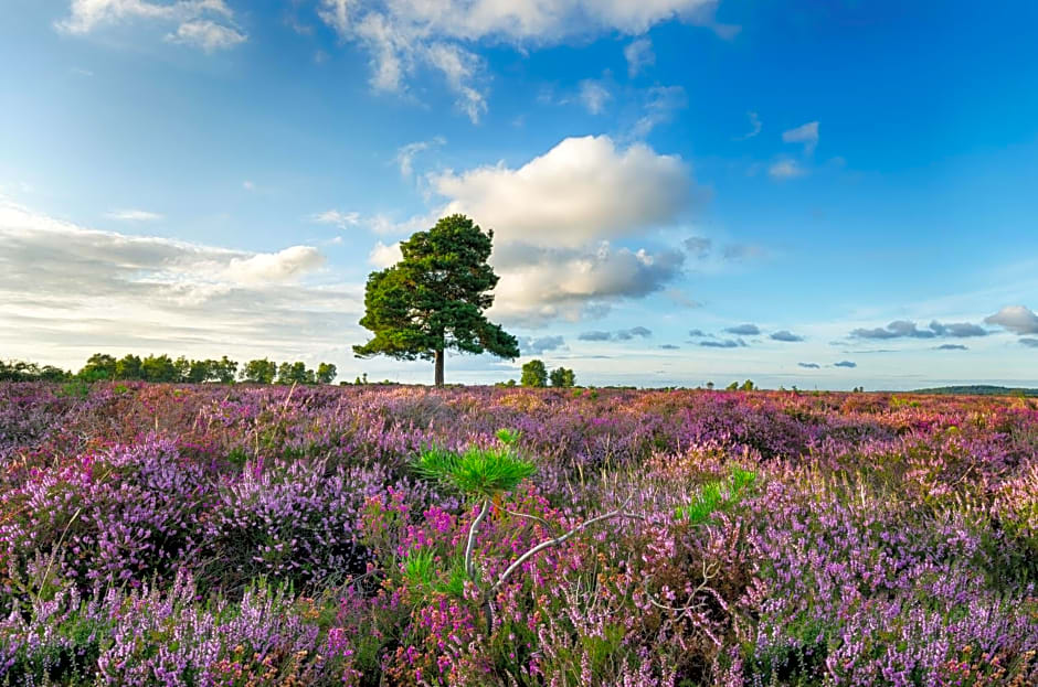 New Forest Lodges Bashley Park