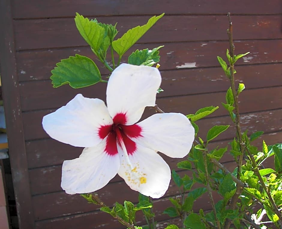 Posada Chloe Santiago