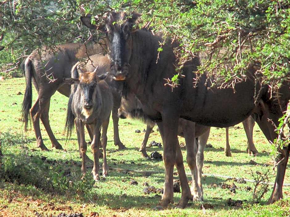 Valley Bushveld Country Lodge