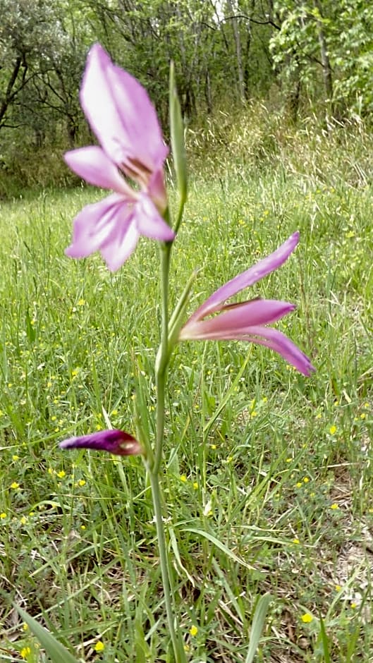 Piccolo Gesto d'Affetto