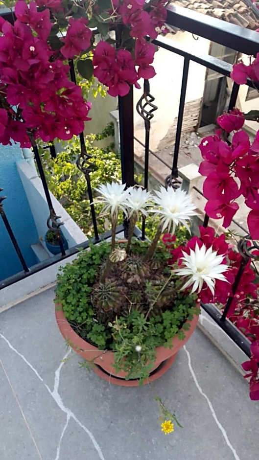 Casa Magnolia Boutique Rooms