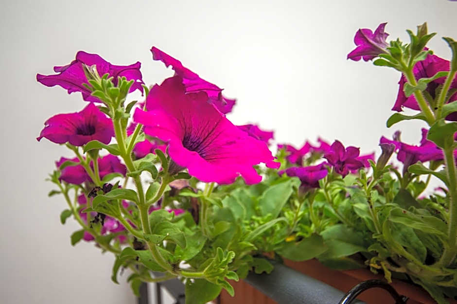 'A Cumerdia - Casa Vacanze