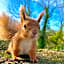 Red Squirrel Lodge