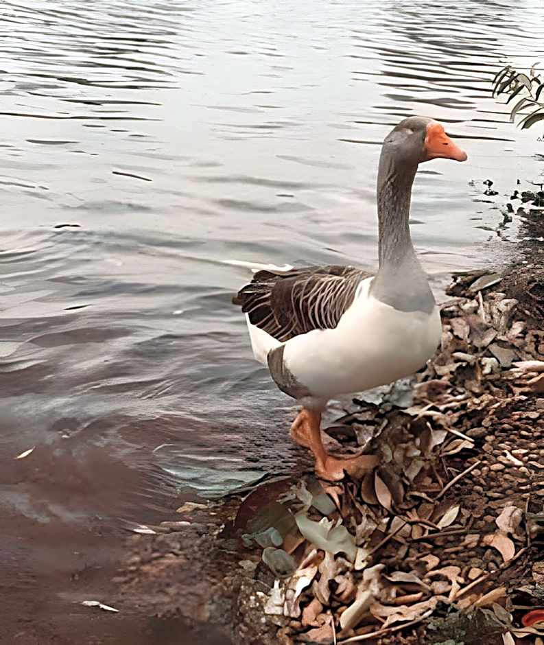 Studio BSB Nova Capital.