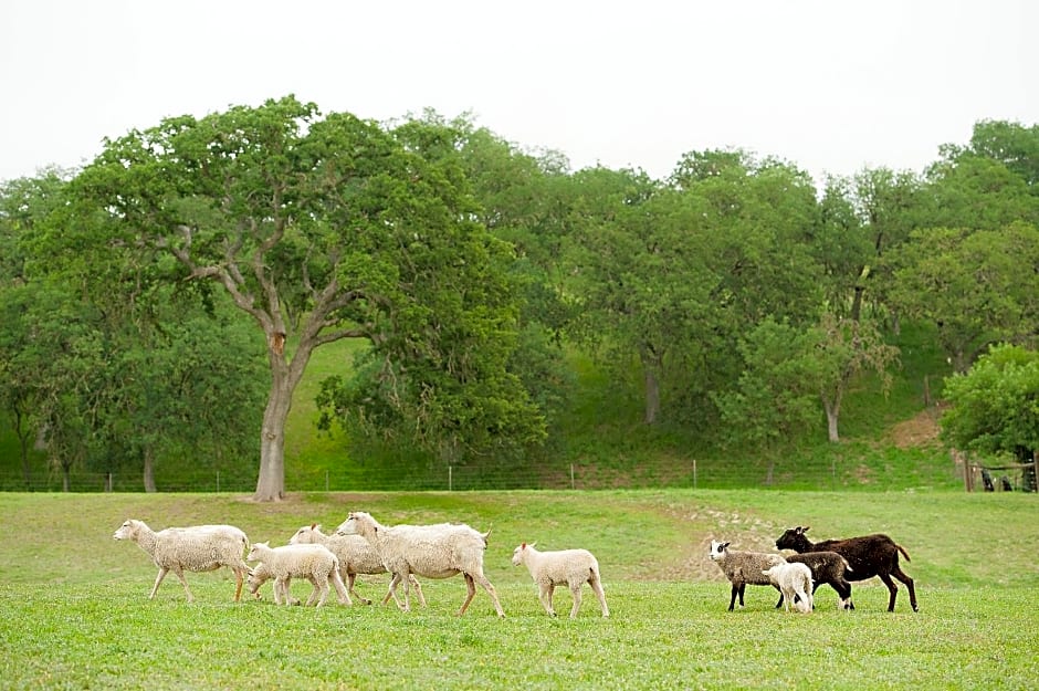 Rêves de Moutons