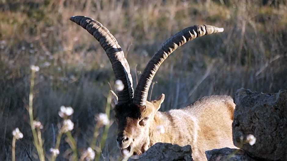 Hotel Mas de la Serra