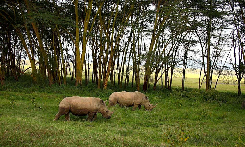 Sarova Lion Hill Game Lodge