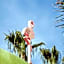 Tropicana Ibiza - Adults Only