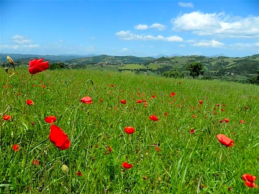 La Cinci Allegra