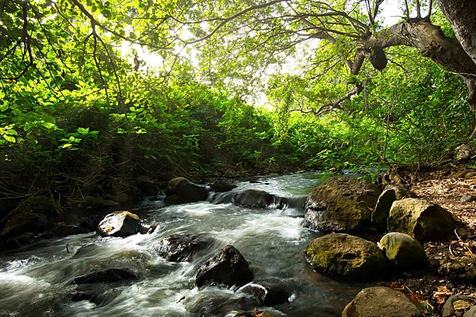 Rivertrees Country Inn