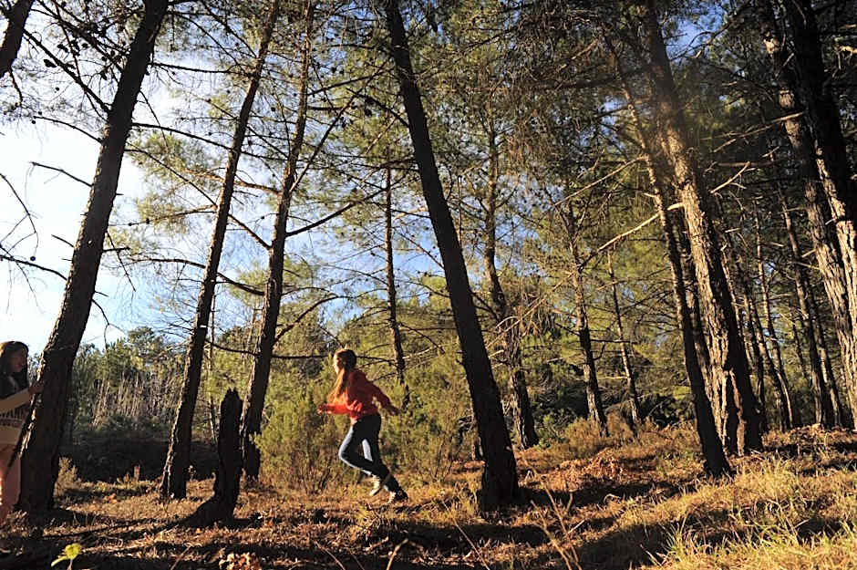 Foresta in Medias Mores