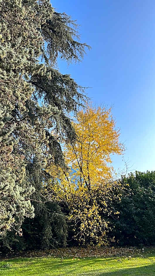 Acero Giallo