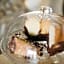 Miss Sophie's Olomouc - Boutique Hotel