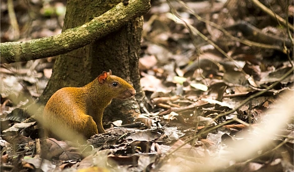 Isla Chiquita Gampling