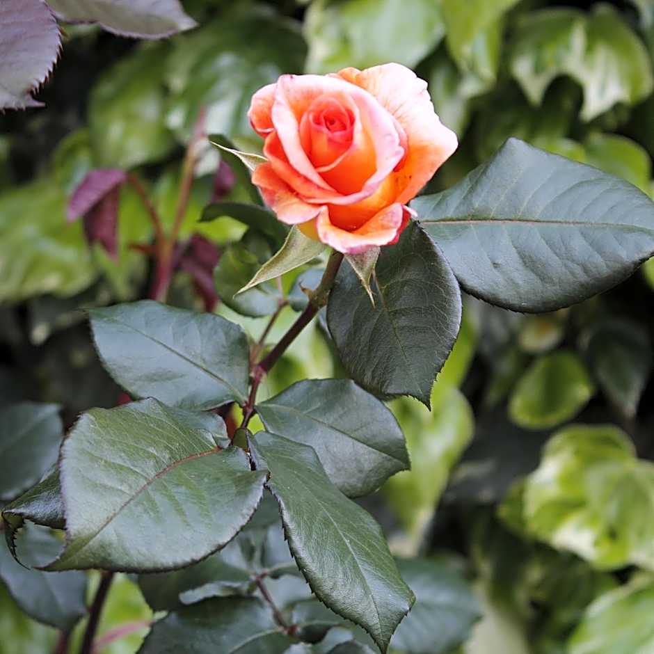 B&B Barletta Acasamia con Parcheggio Privato