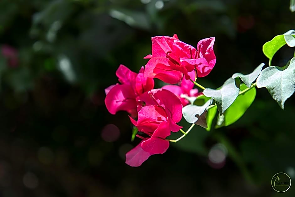 Paradise Departamentos