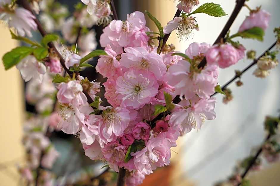 Hotel & Pension Aßmann