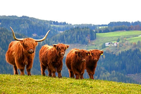 Frühstückspension Ochnerbauer
