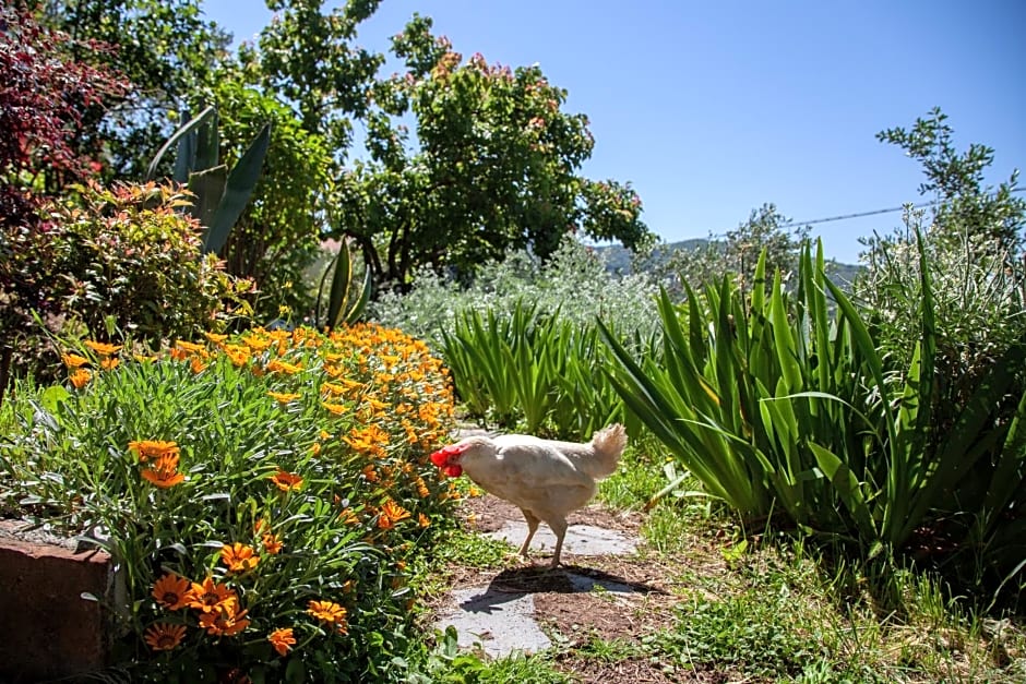 Pietrantica - Affittacamere con giardino NUOVA APERTURA a Trebiano -CITR