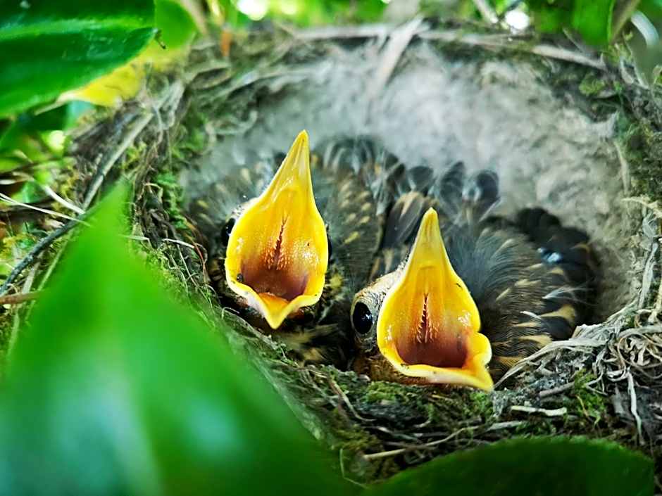 Country Villa Estate