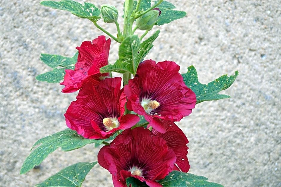 La Vieille Distillerie