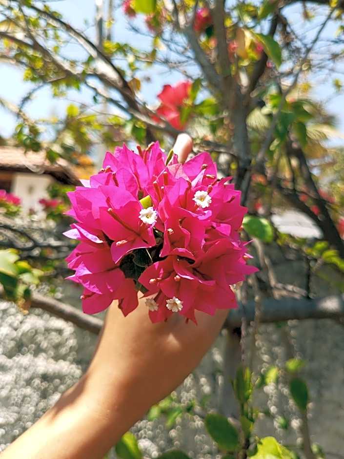 Pousada Capitólio 04 Canoa Quebrada