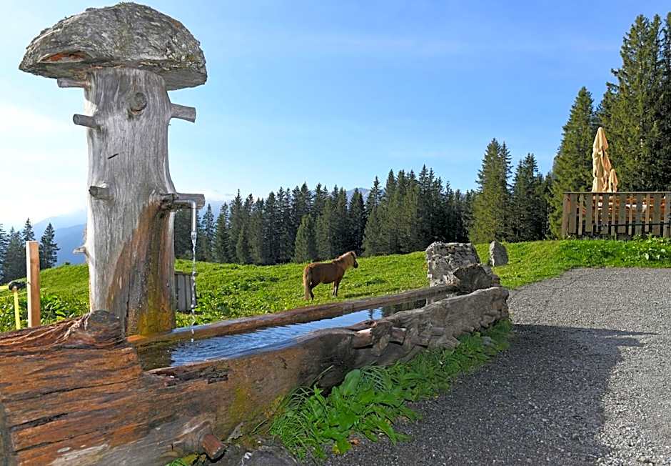 Edelweiß am Öberle