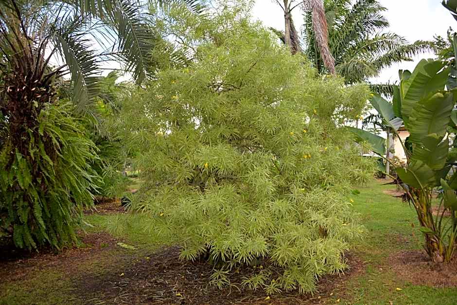 Domaine des Oiseaux Réunion