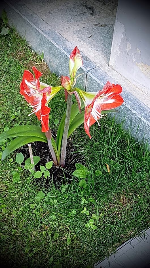 Il Riposo Del Guerriero – Corio, NY