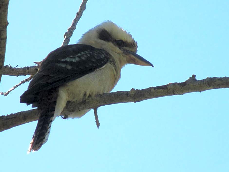 Mallacoota's Shady Gully Caravan Park
