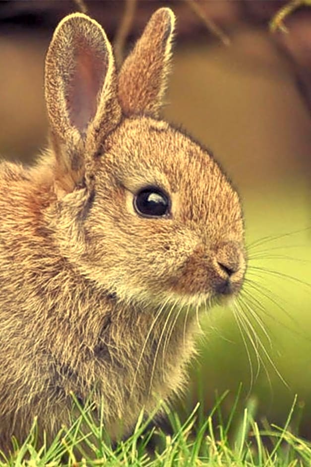 Somerleyton Meadows - The Hideaway Hut & Hot Tub