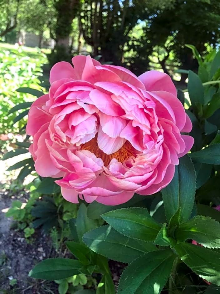 Chez Zoiseau et Zoiseautte