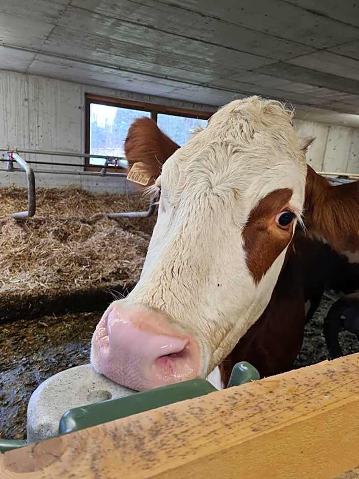 Hotel & Alpengasthof Pinzgerhof