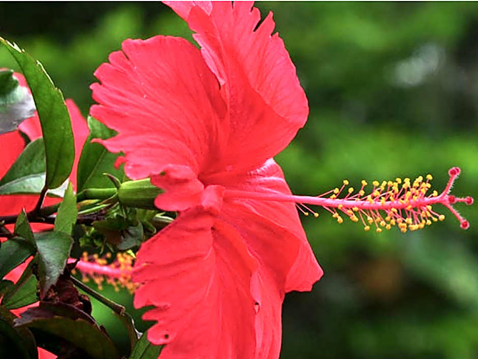 Little Paradise Guest House