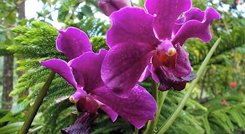 Camiguin Island Golden Sunset Beach Club