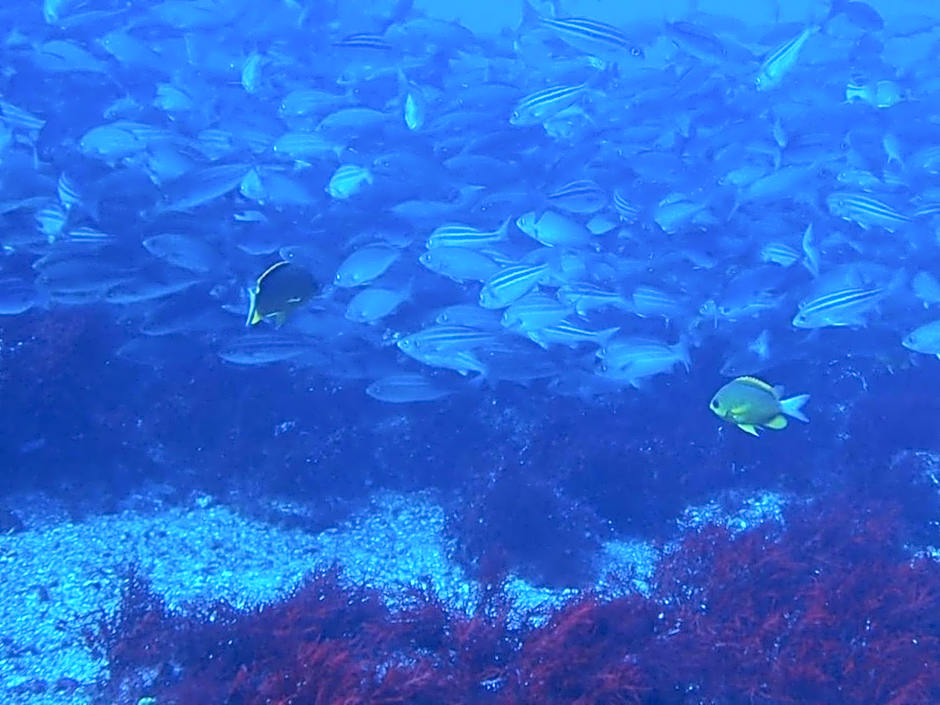 Yuraku Izu-Oshima - Vacation STAY 44725v