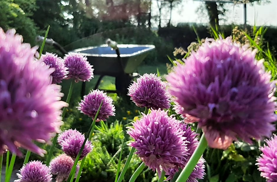 Het Bijenweitje - The Little Bee Meadow