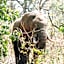 Maramba River Lodge