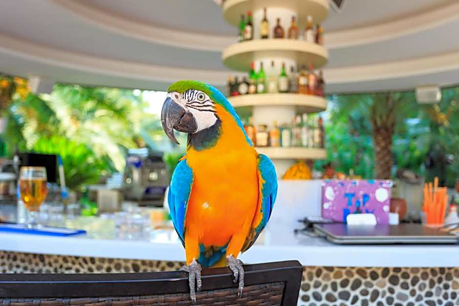 Flamingo Hotel & Spa - Pet Friendly
