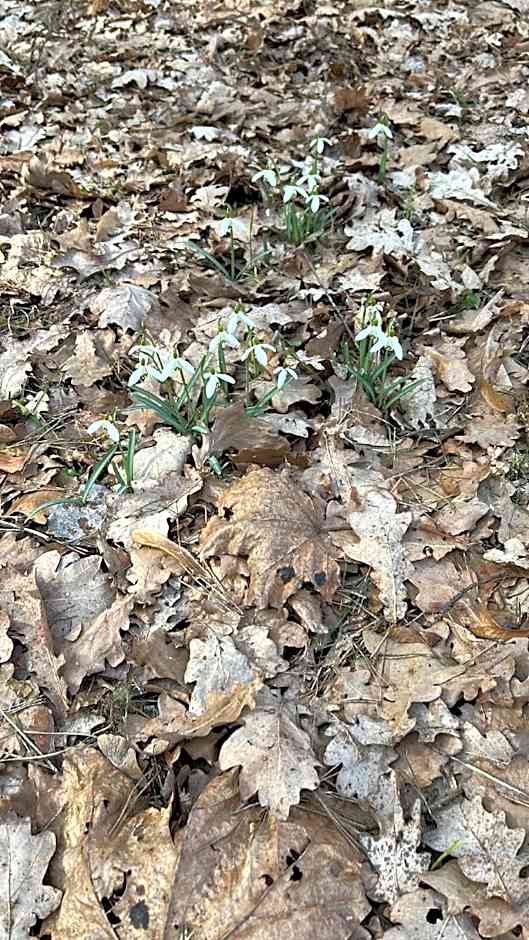 Leśna Residence & SPA