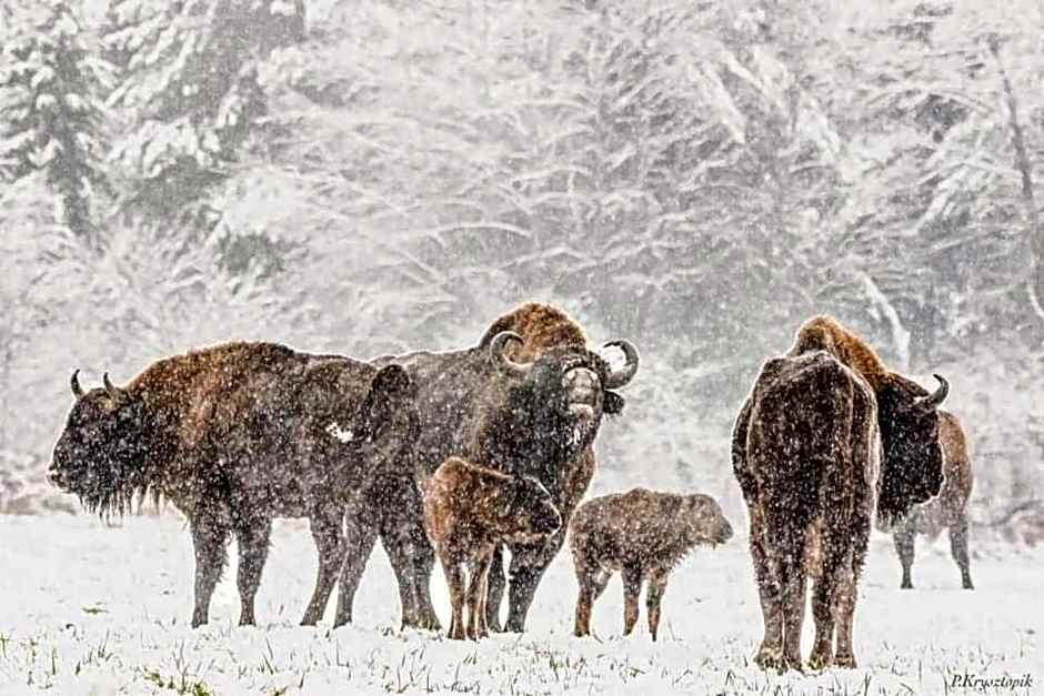 Gościniec Biebrzański